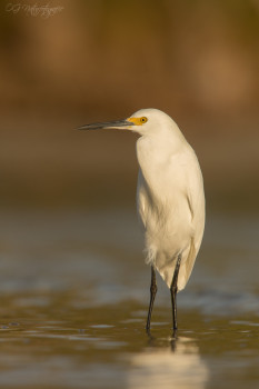 Schmuckreiher - Snowy egret