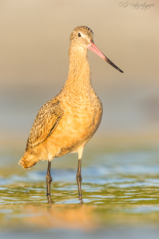 Marmorschnepfe - Marbled godwit