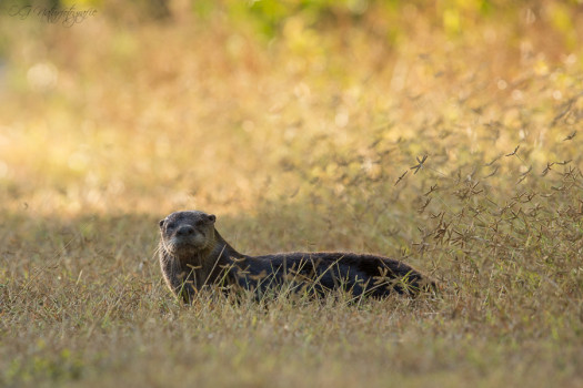 Nordamerikanischer Fischotter - River otter