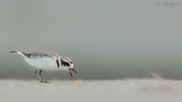 Peru-Regenpfeifer - Snowy plover