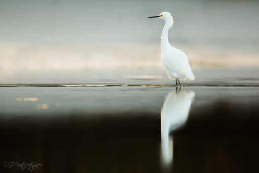 Schmuckreiher - Snowy egret