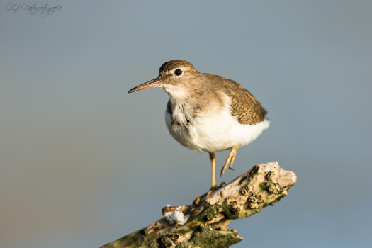 Drosseluferläufer - Spotted sandpiper