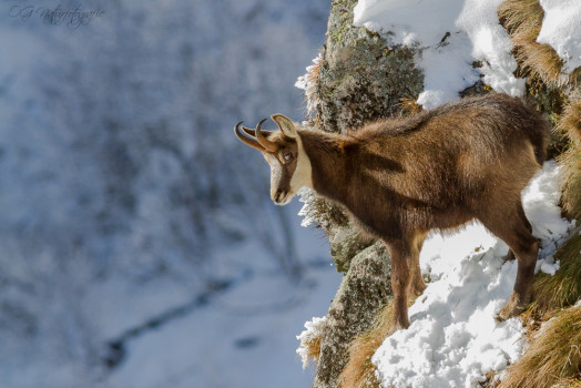 Gämsen - Chamois