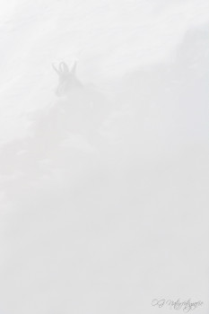 Gämsen - Chamois