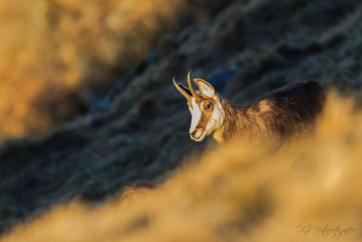 Gämsen - Chamois