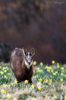 Gämsen - Chamois