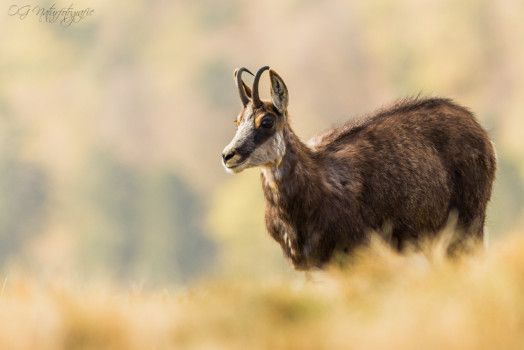 Gämsen - Chamois
