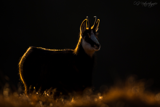 Gämsen - Chamois