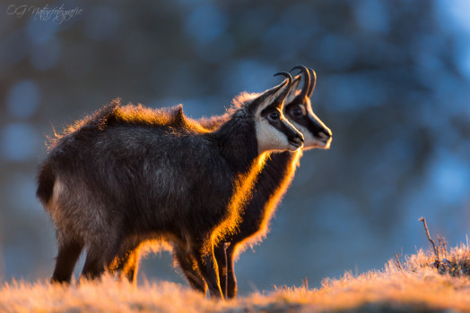 Gämsen - Chamois