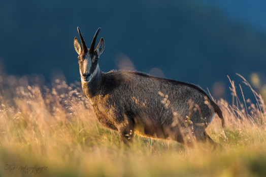 Gämsen - Chamois