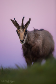 Gämsen - Chamois