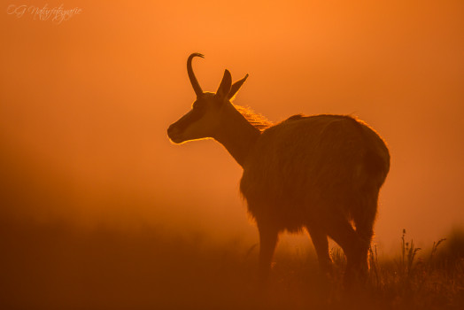 Gämsen - Chamois