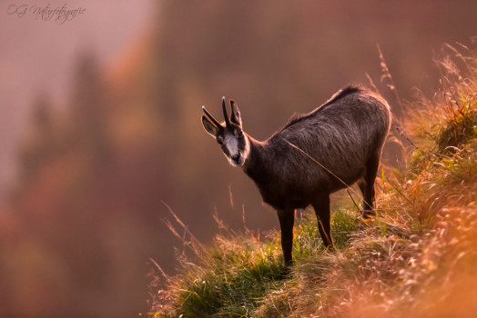 Gämsen - Chamois