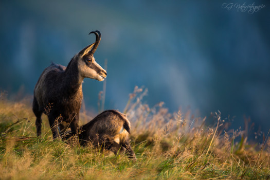 Gämsen - Chamois