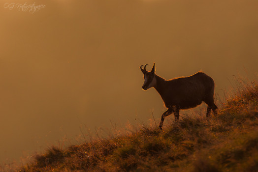 Gämsen - Chamois