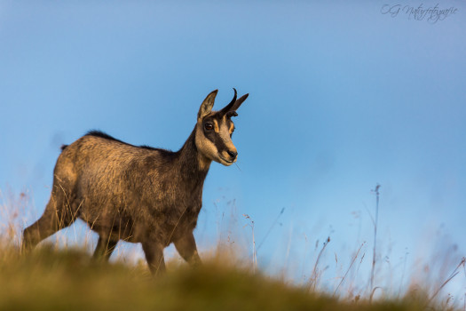 Gämsen - Chamois