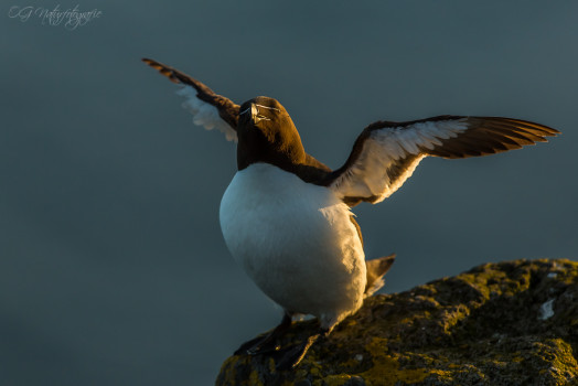 Tordalk - Razorbill