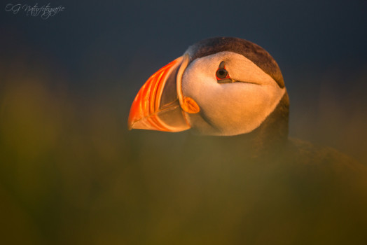 Papageitaucher - Altantic Puffin