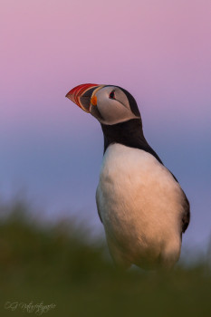Papageitaucher - Altantic Puffin