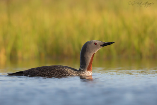 Sterntaucher - Red-throated Loon