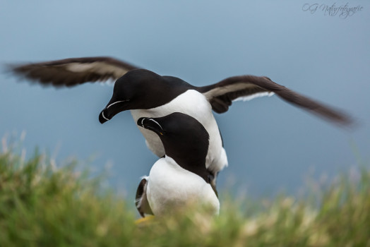 Tordalke - Razorbills