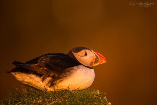 Papageitaucher - Altantic Puffin