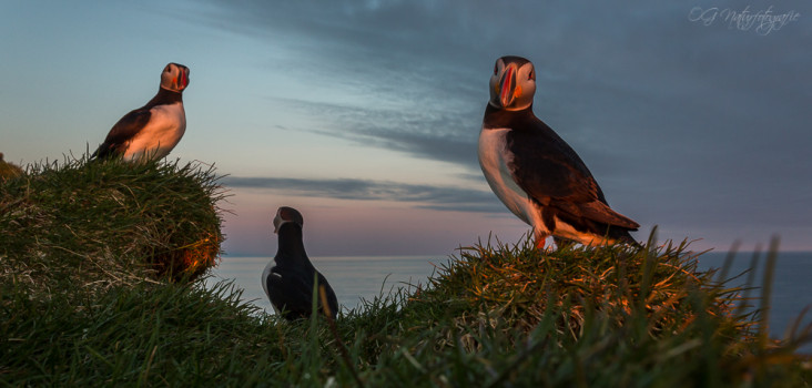 Papageitaucher - Altantic Puffins