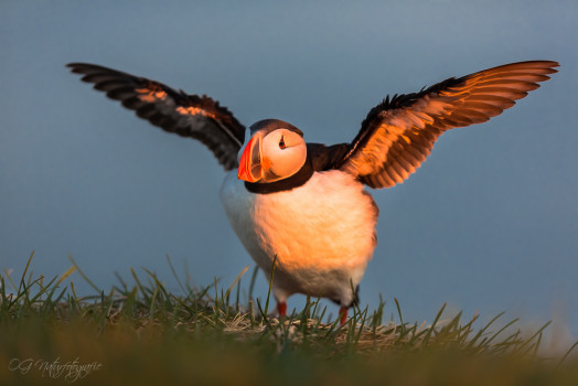 Papageitaucher - Altantic Puffin