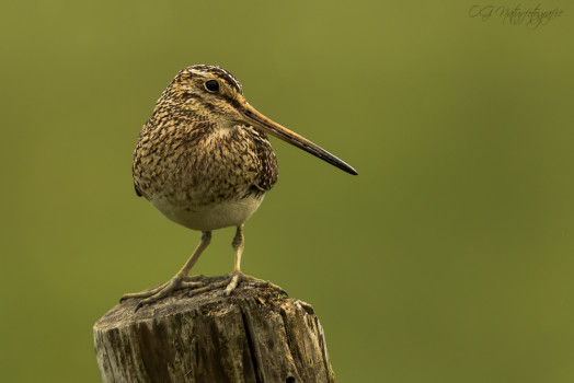 Bekassine - Common Snipe