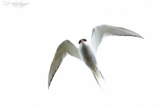 Küstenseeschwalbe - Arctic Tern