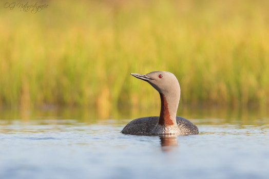 Sterntaucher - Red-throated Loon