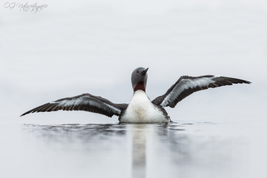 Sterntaucher - Red-throated Loon