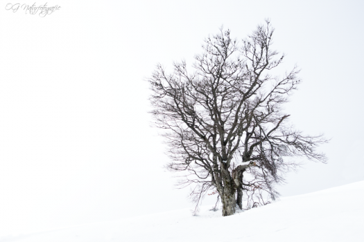 Schwarzwald - Black Forest