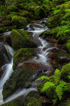 Schwarzwald - Black Forest