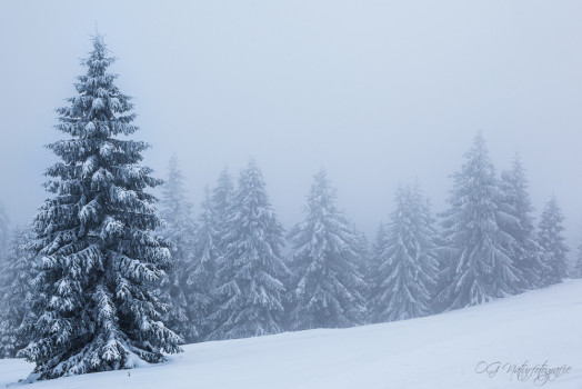 Schwarzwald - Black Forest
