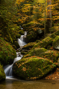 Schwarzwald - Black Forest