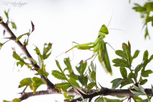 Gottesanbeterin - European Mantis