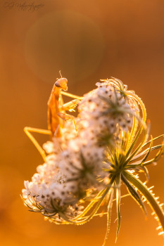 Gottesanbeterin - European Mantis