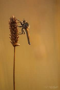 Raubfliege - Assassin Fly