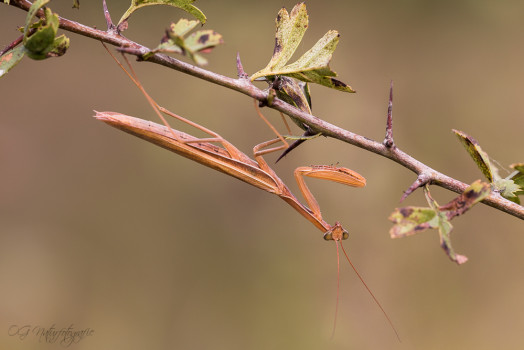 Gottesanbeterin - European Mantis