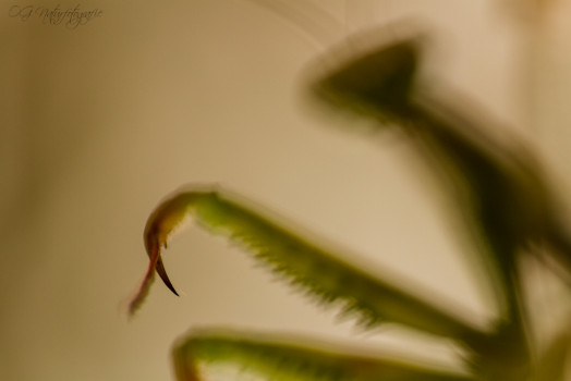 Gottesanbeterin - European Mantis