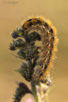 Kleespinner-Raupe - Grass Eggar Caterpillar