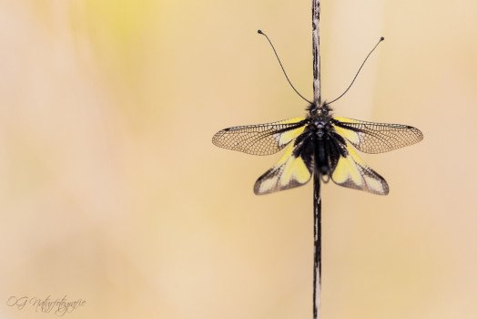 Libellen-Schmetterlingshaft - Owlfly