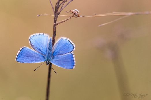 Bläuling - Common Blue