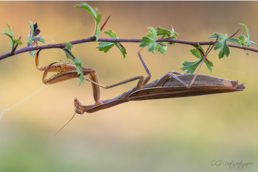 Gottesanbeterin - European Mantis