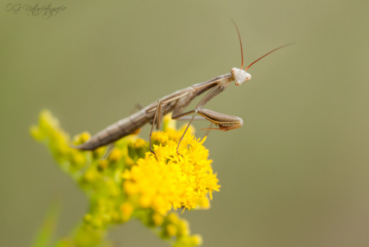 Gottesanbeterin - European Mantis