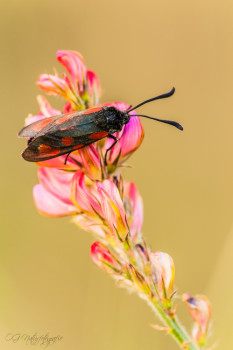 Widderchen - Zygaenidae Moth