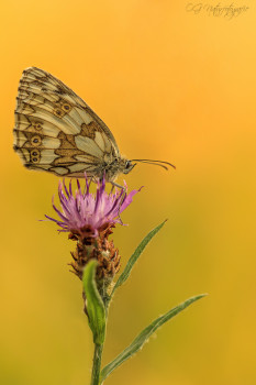 Schachbrett - Marbled White