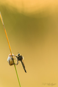 Raubfliege - Assassin Fly