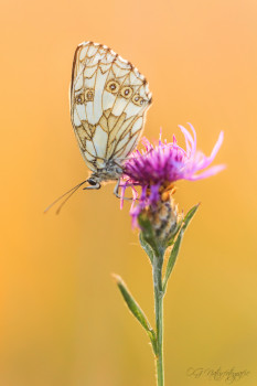 Schachbrett - Marbled White